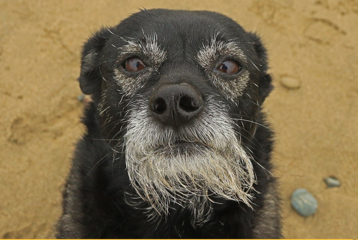 Бородатый терьер