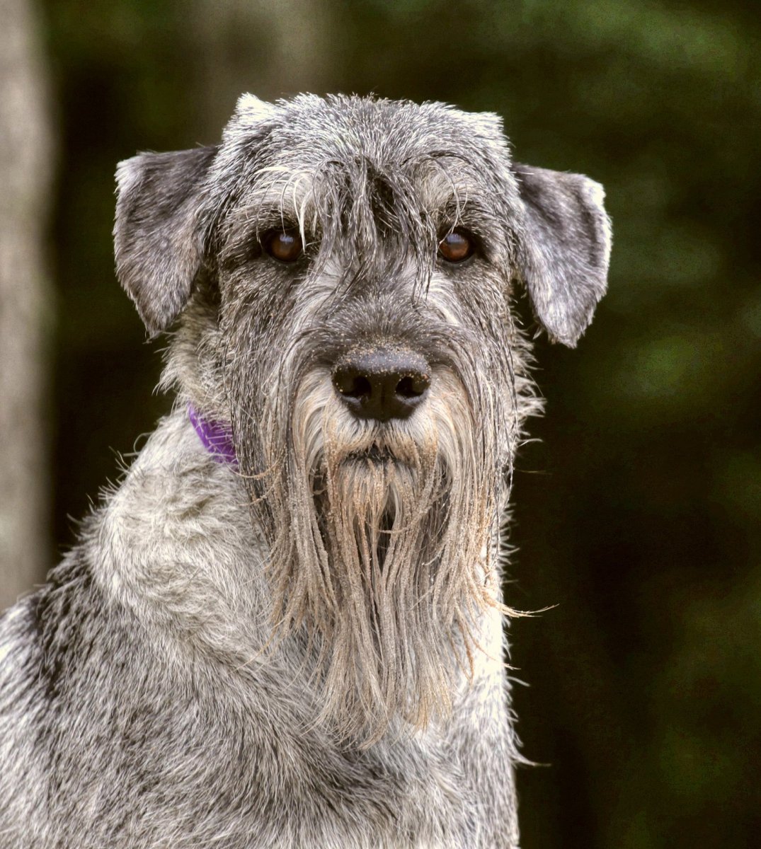 Седой Миттельшнауцер