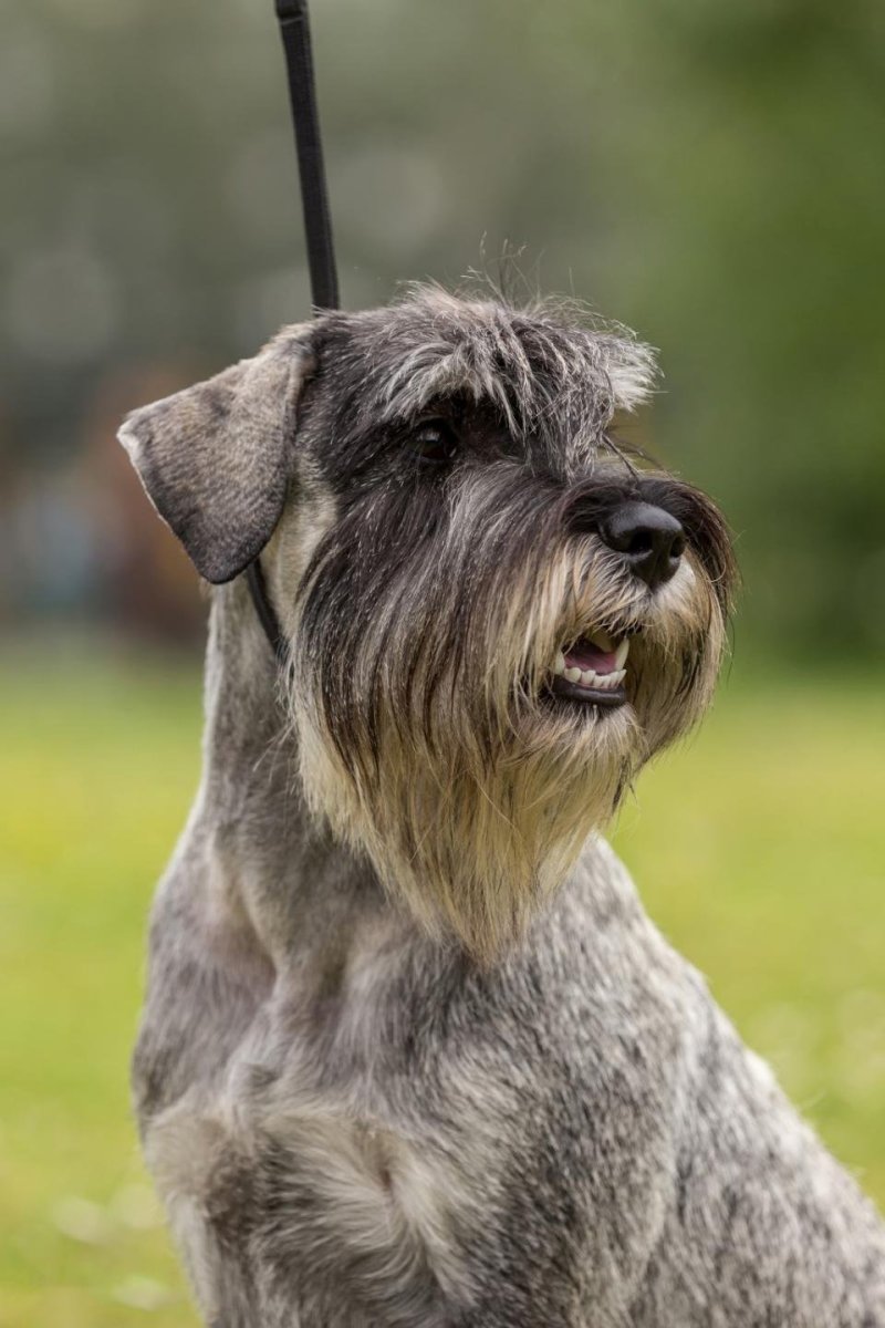 Ризер шнауцер Цвергшнауцер