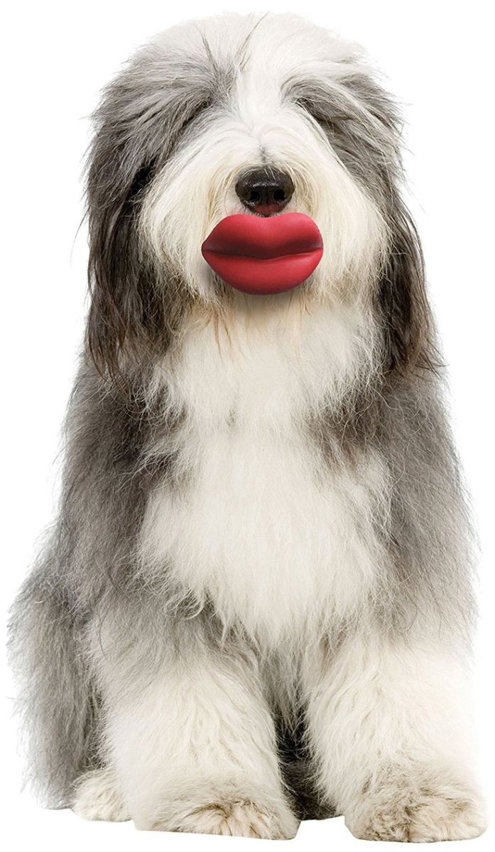 Белая собака с бородой