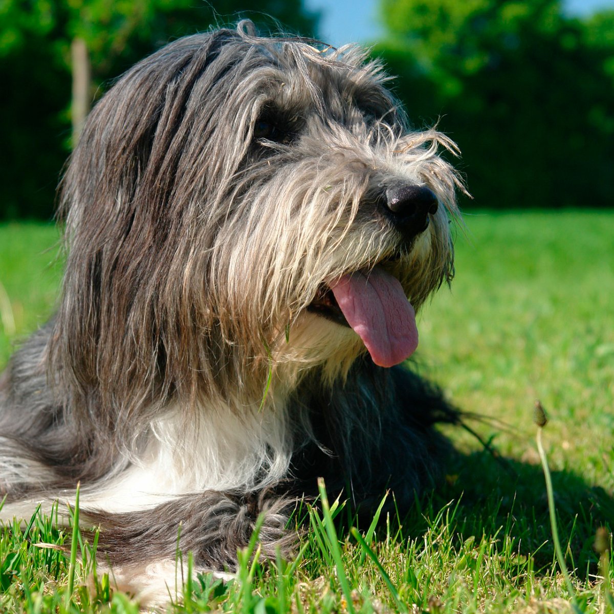 Порода бородатый колли