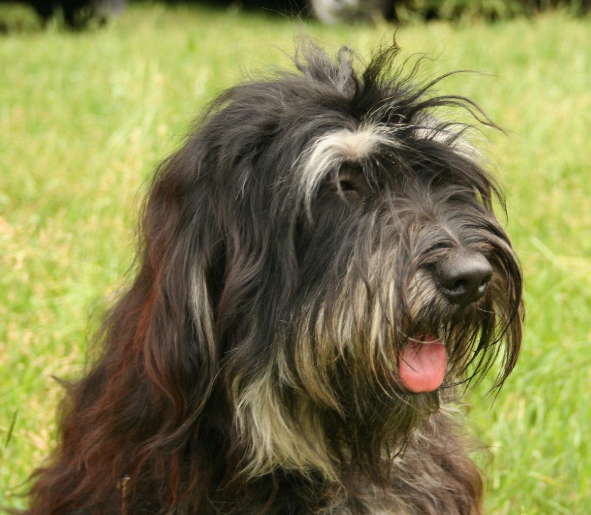 Португальская овчарка щенки