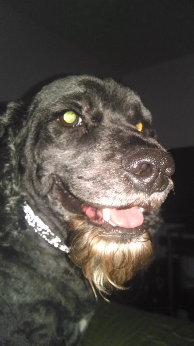 Смешная бородатая собака