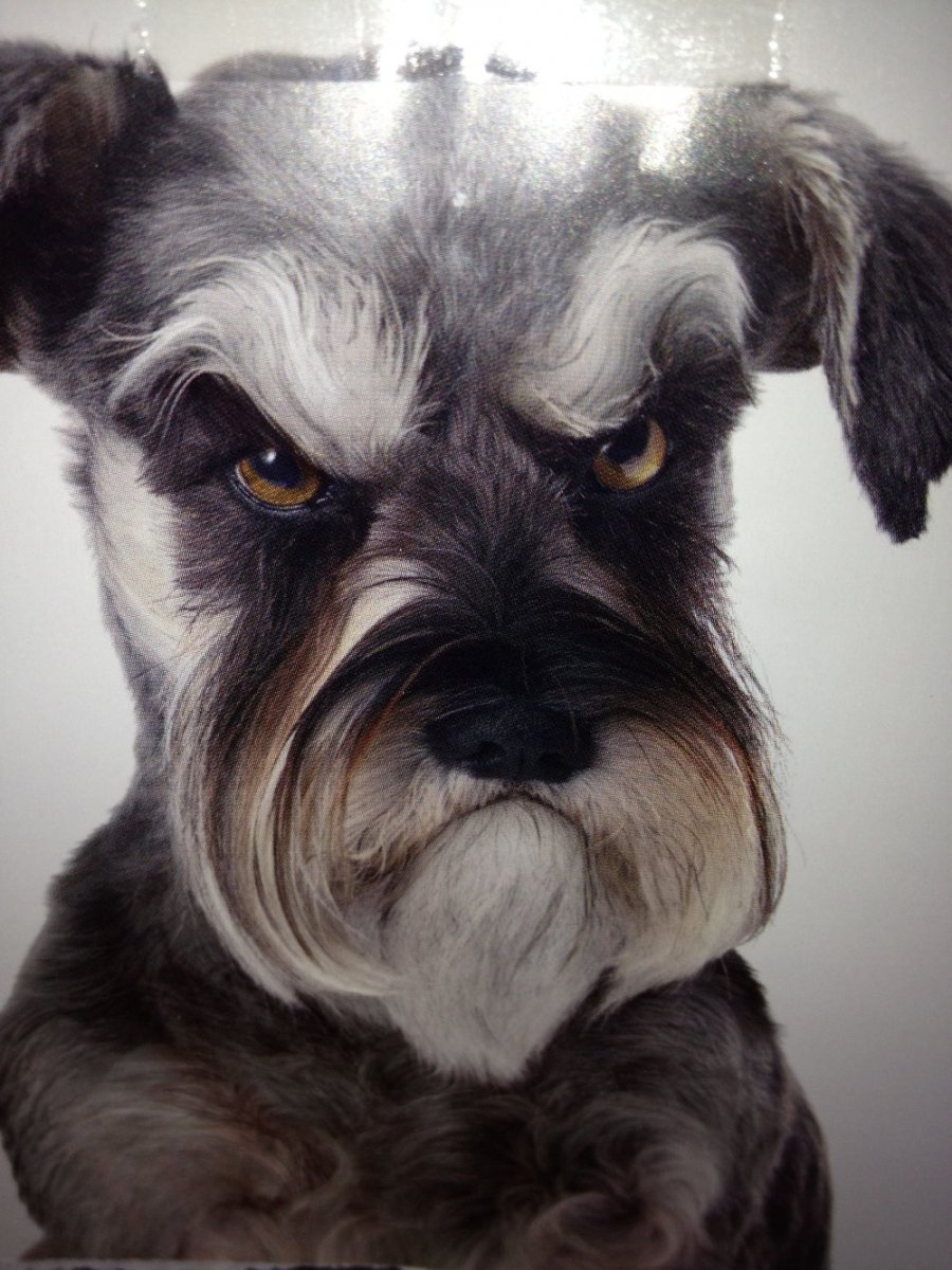 Штубер шнауцер