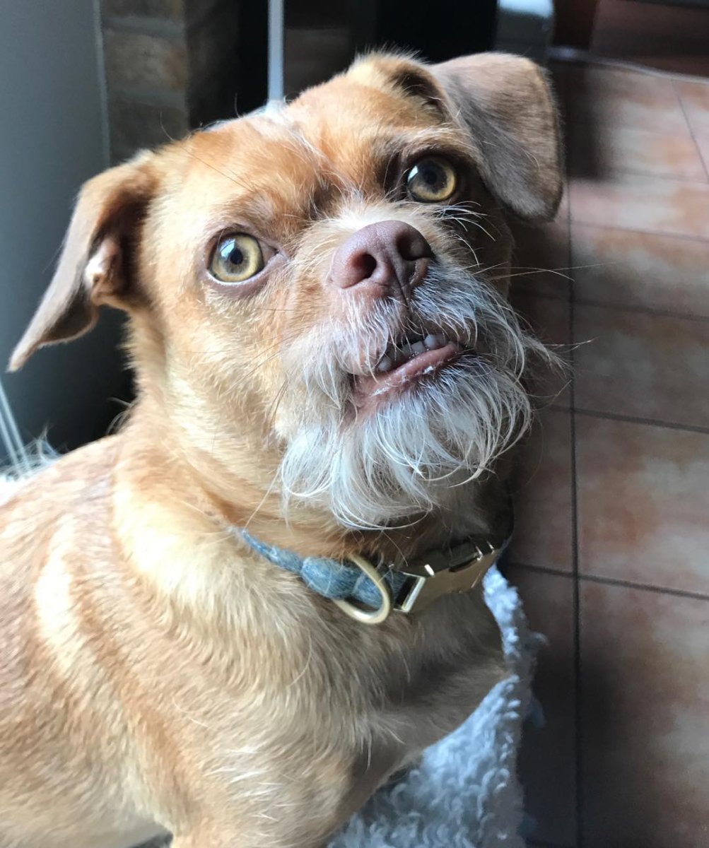 Усатая собака