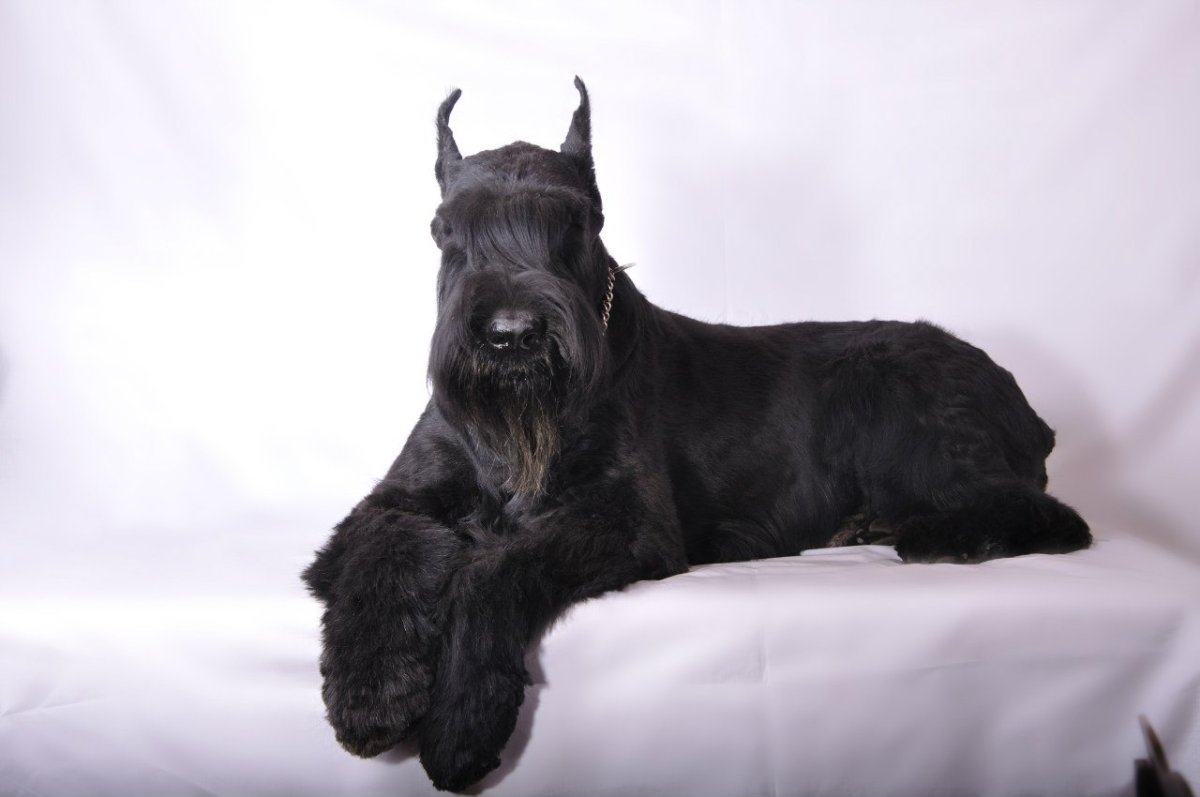 Порода собак Ризеншнауцер