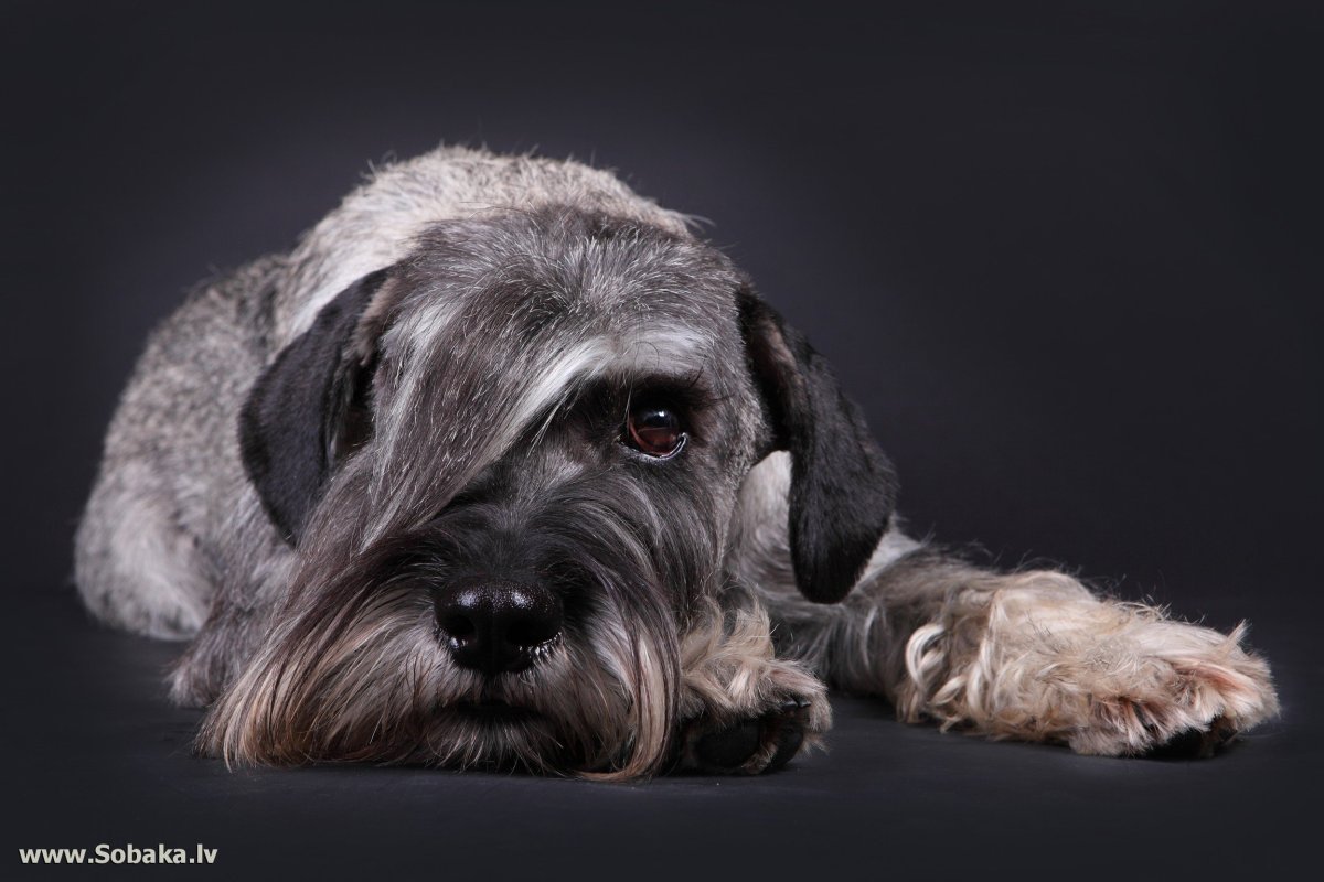 Мандезунский Штубер шнауцер