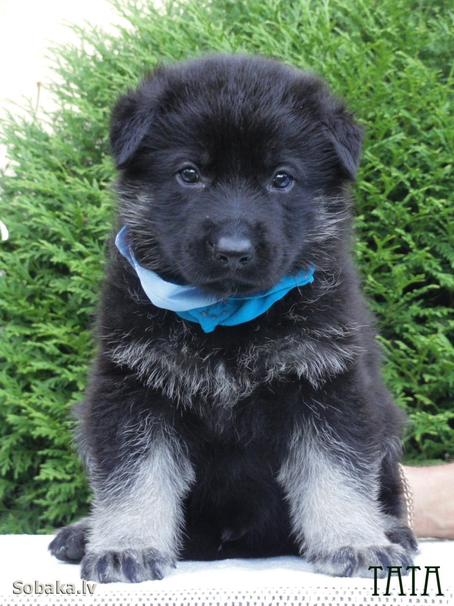 Байкальский Баскервилька порода собаки