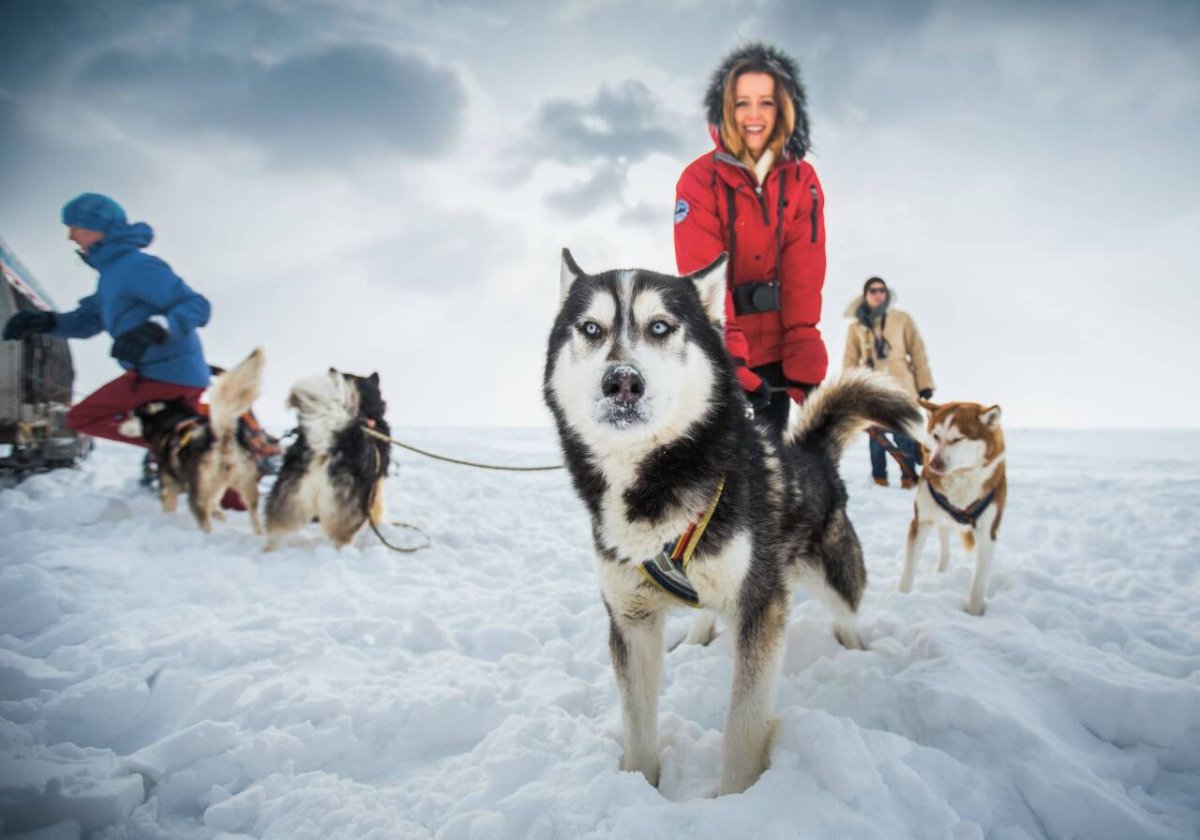 Собачьи упряжки Байкал Листвянка