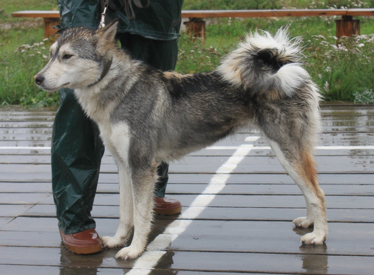 Восточно Сибирская лайка чемпионы