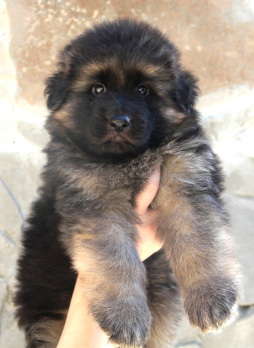 Байкальский Баскервилька порода