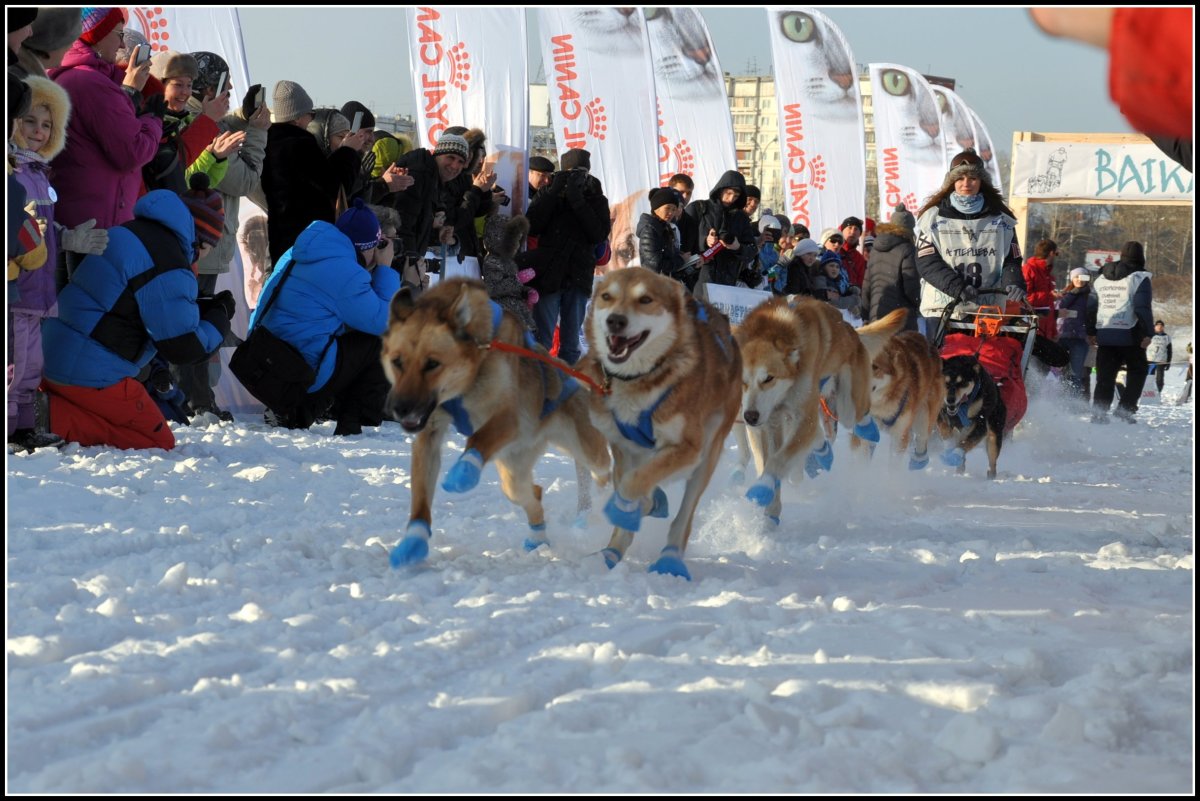 Байкальские хаски Листвянка