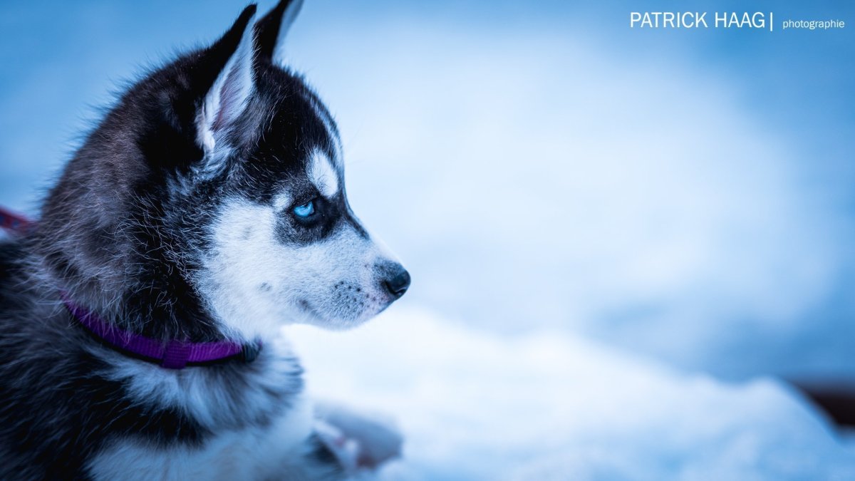 Байкальский Баскервилька