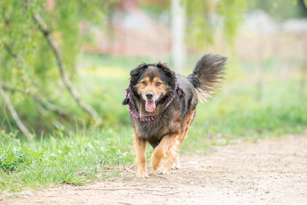 Австралийская овчарка бежит