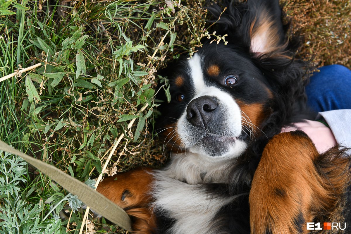 Смесь зеленхундер