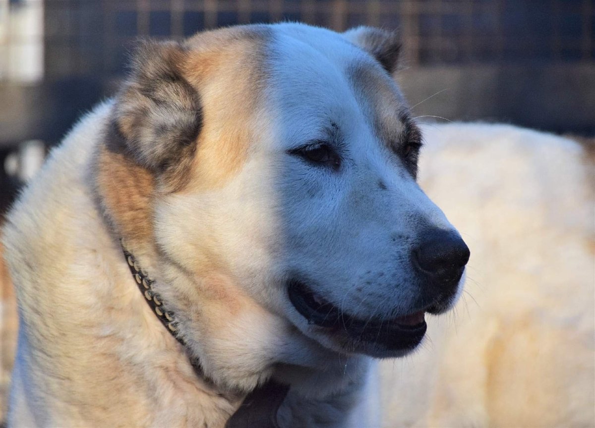 Порода собаки из сериала Тайсон