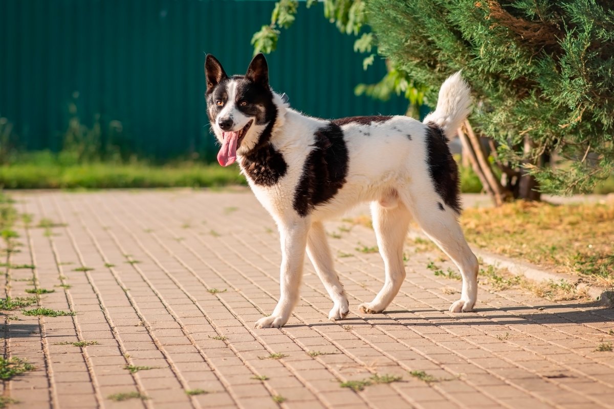 Собака со стрелками