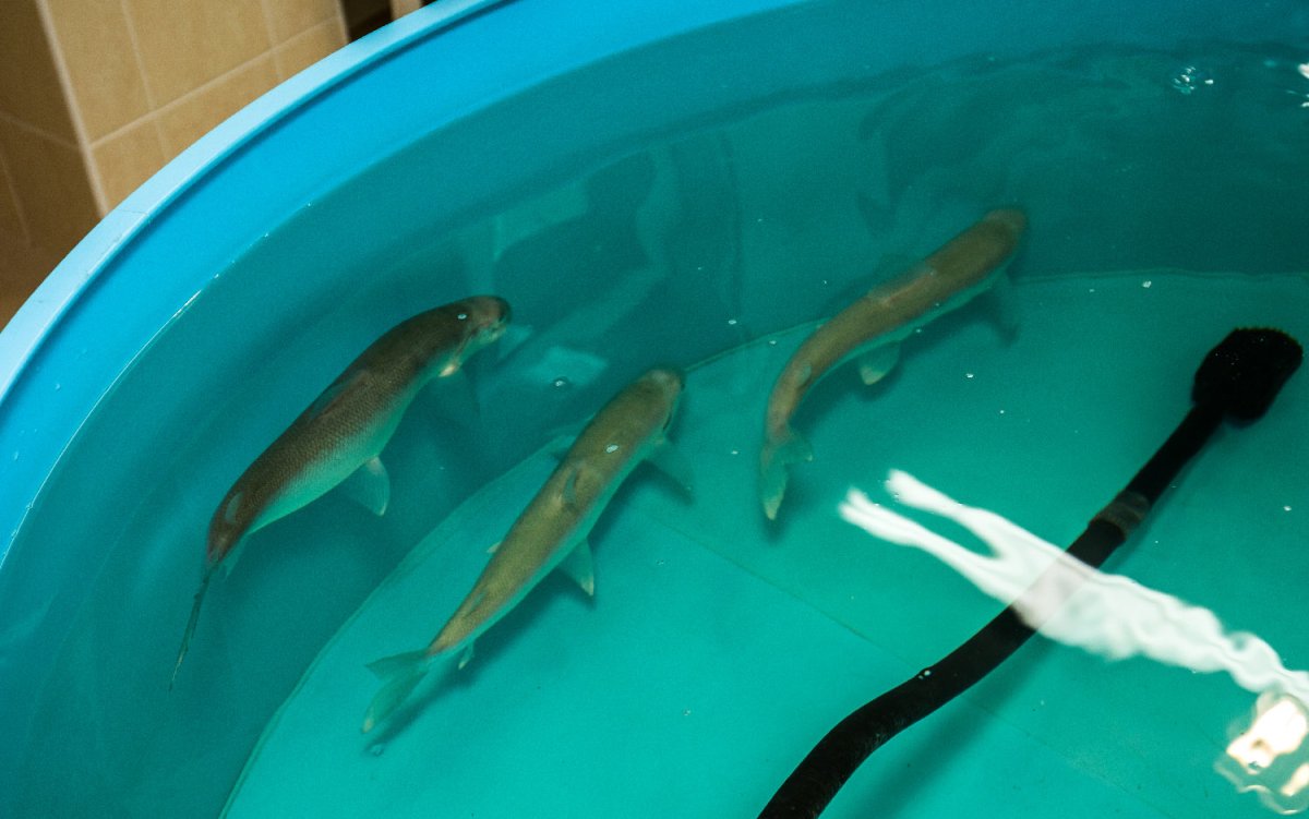 Рыба Байкала омуль