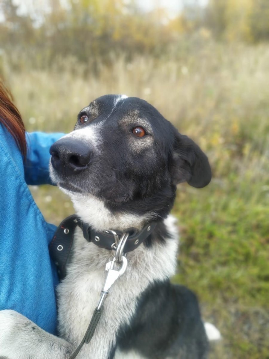 Бася собака