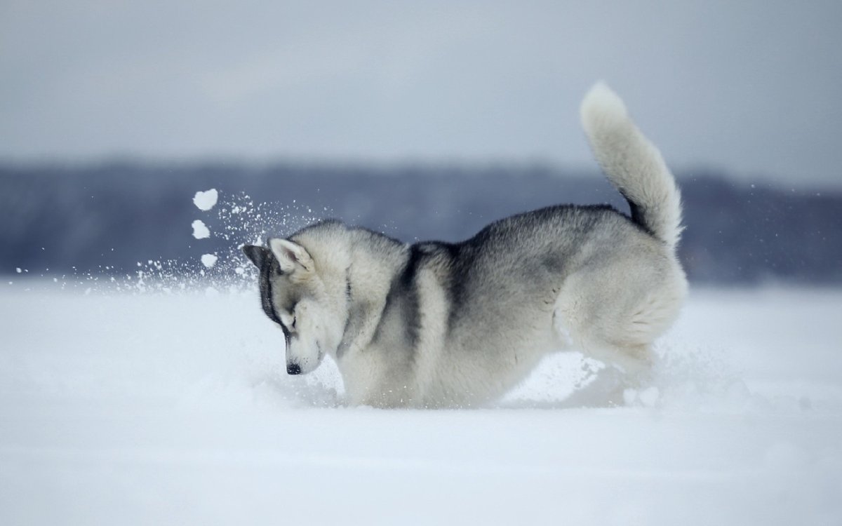 Хаски зимой