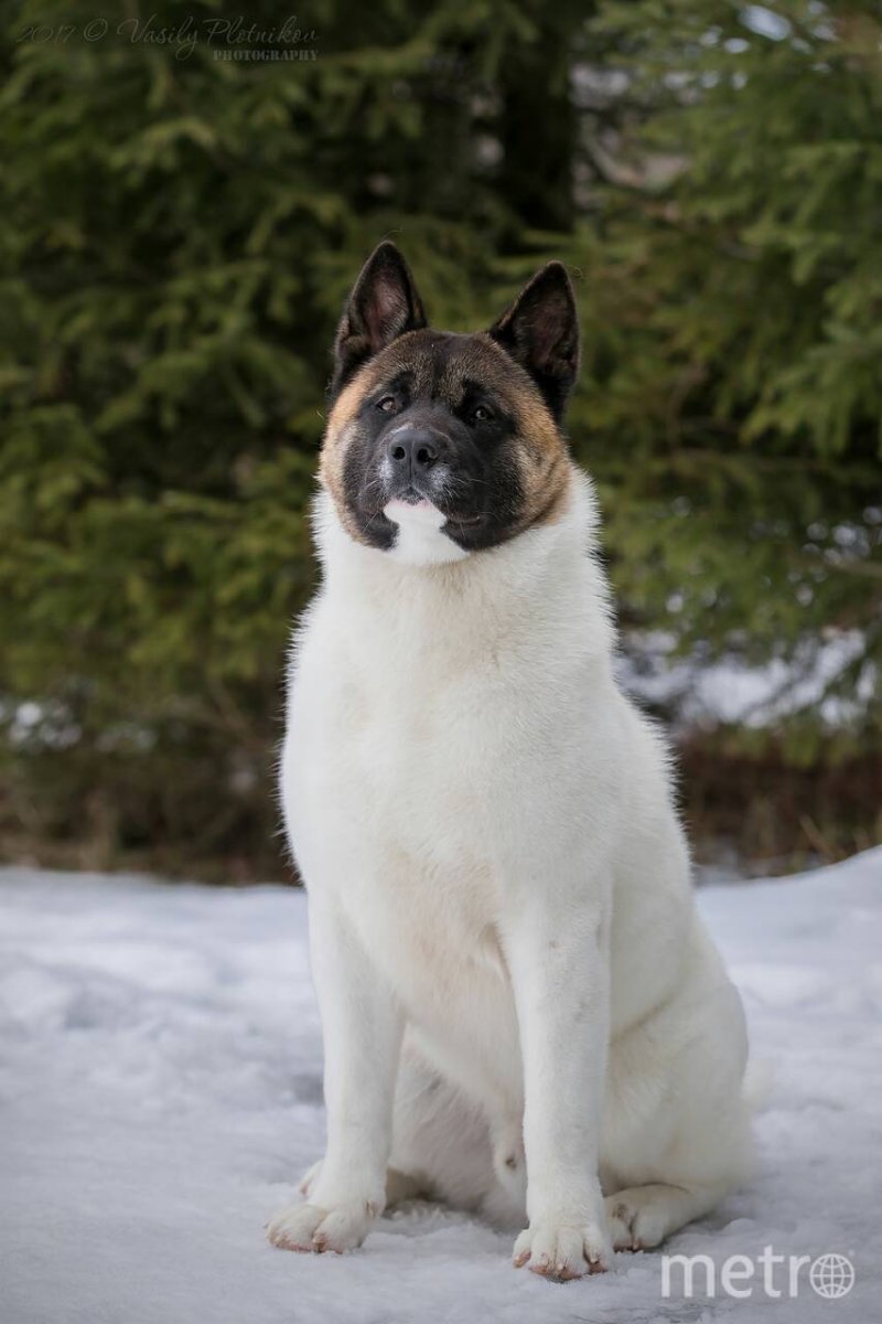 Порода собак Байкальская Баскервилей