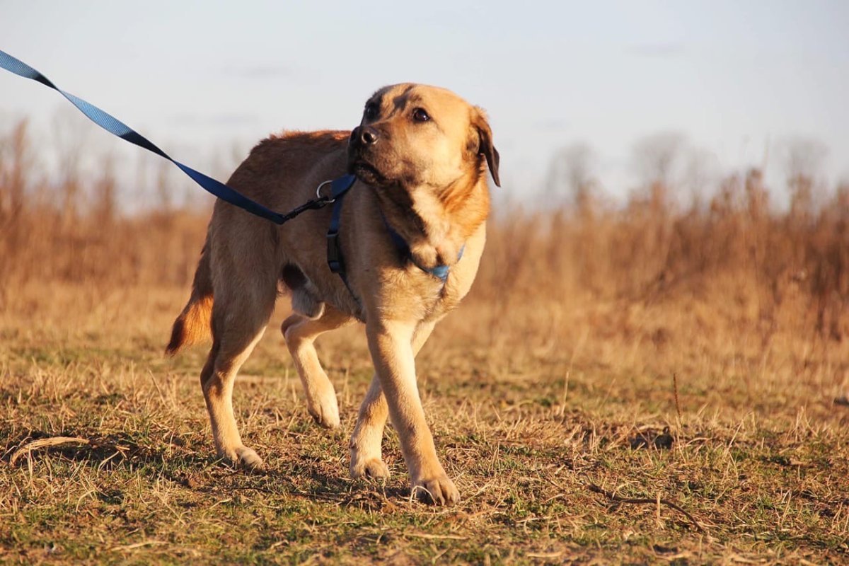 Собака Байкал