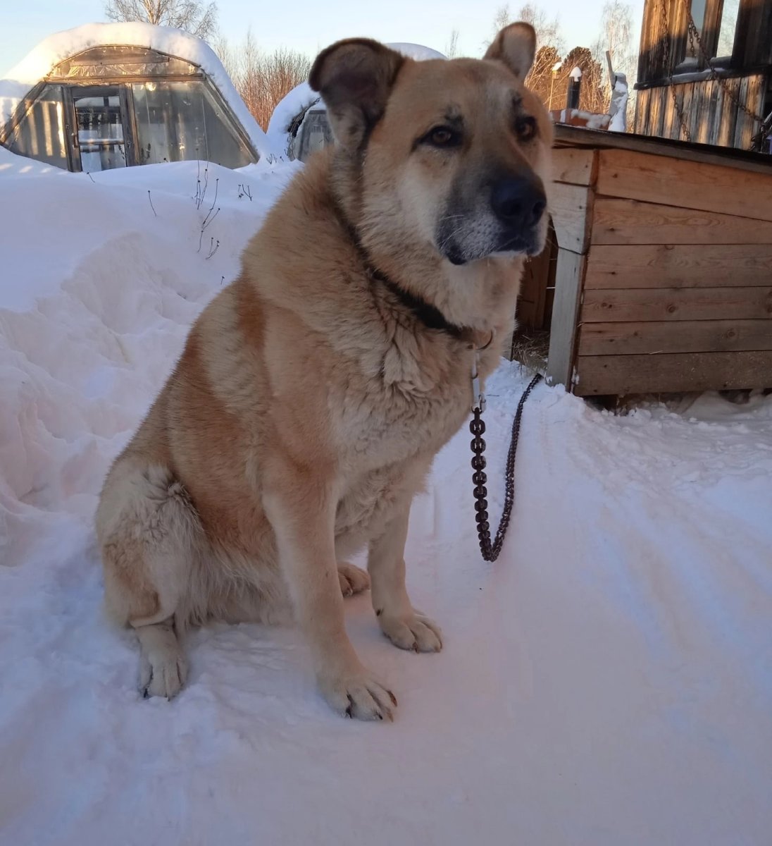 Потеряшки Истра собаки