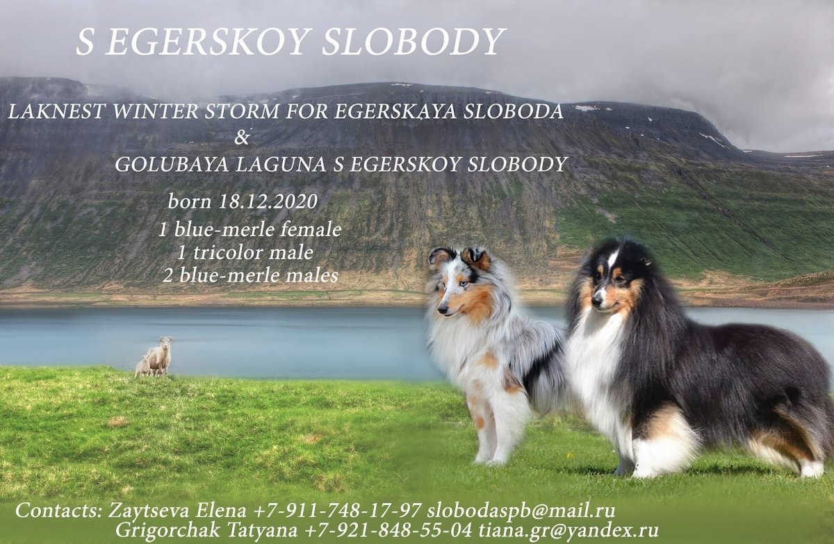 Колли КОАСТАЛС Хенрихиггинс родословная на Сайбирия веб