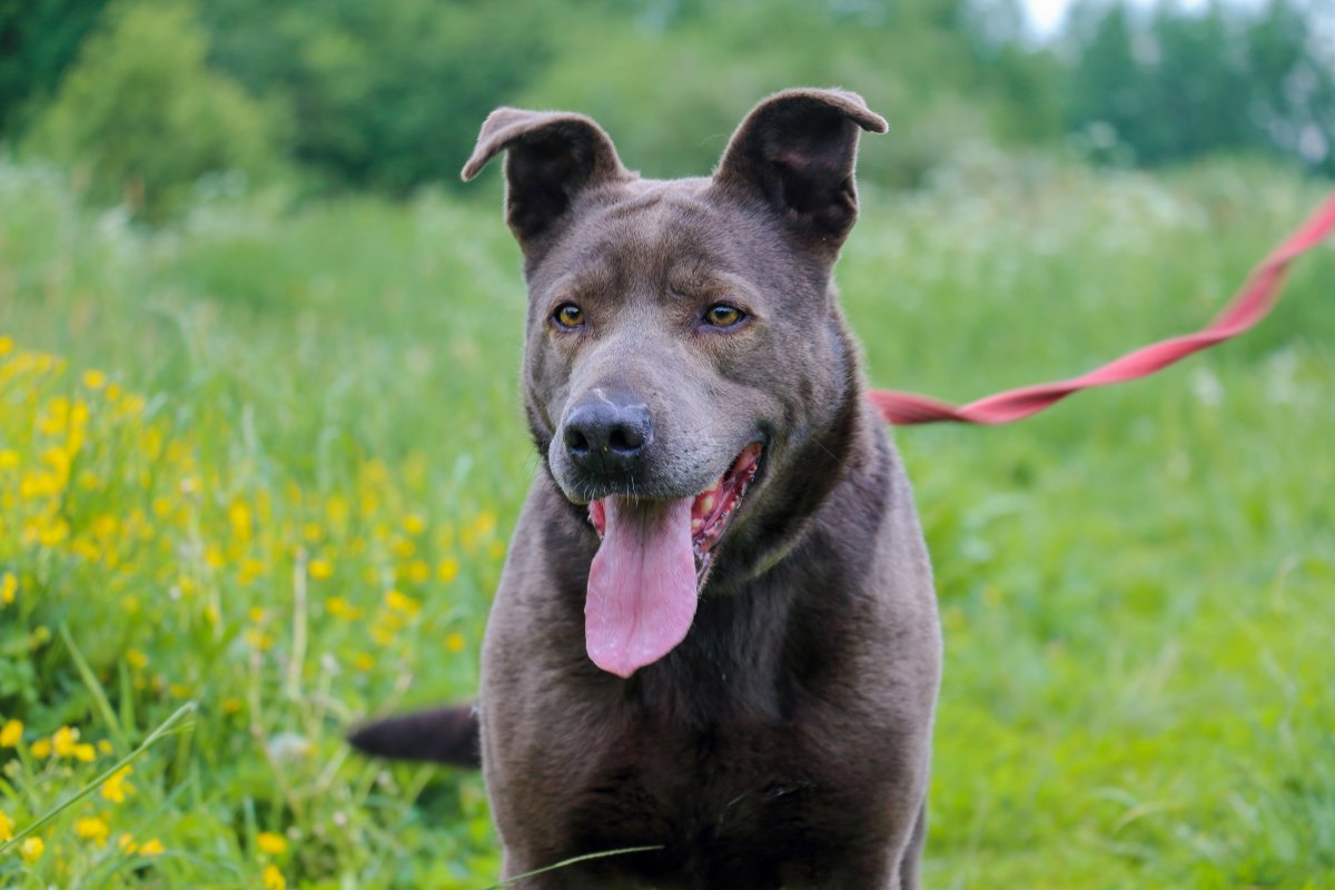 Бенджамин собака порода