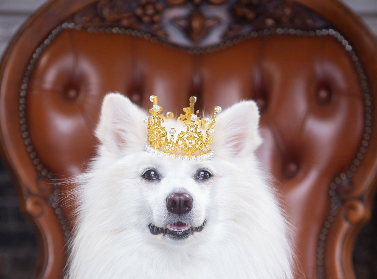 Собаки Устиновой порода