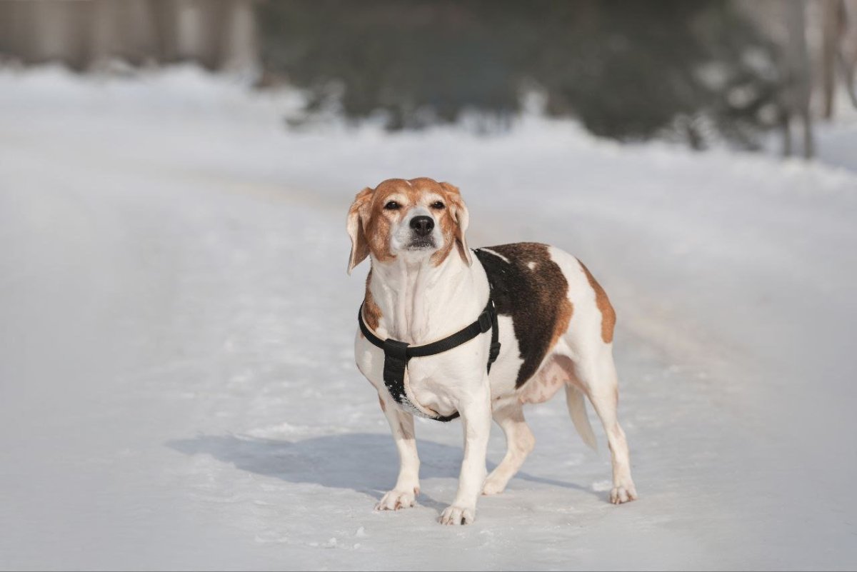 Активные породы собак