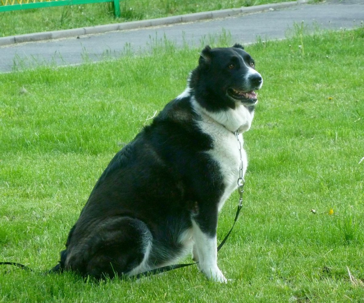 Американская Акита