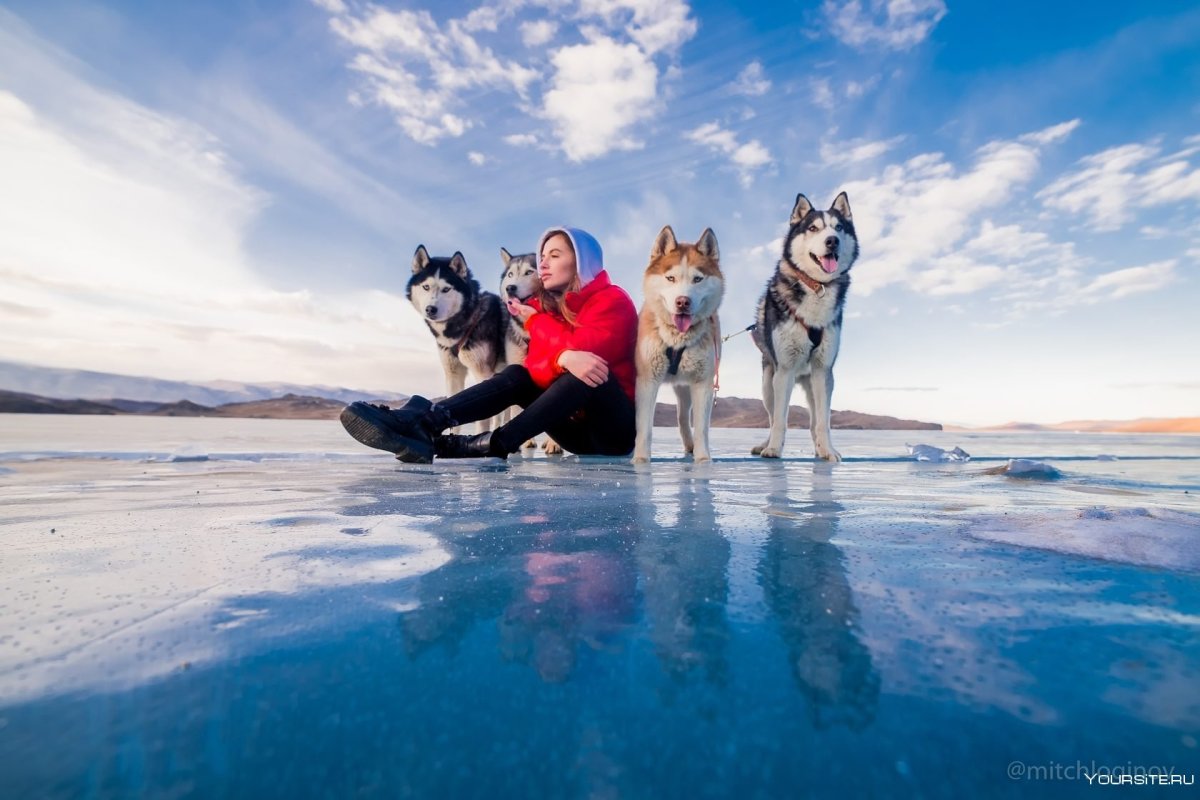 Байкал зимой собачьи упряжки
