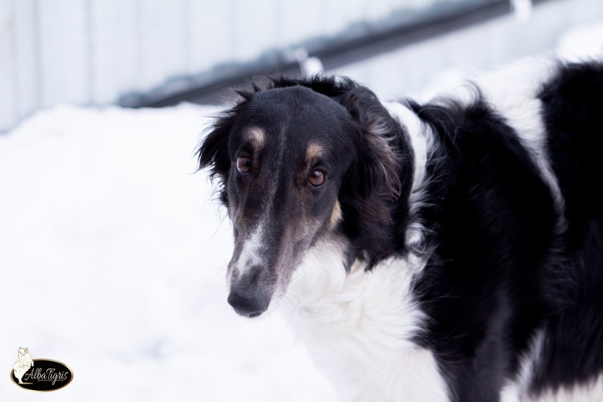 Собака подслушивает