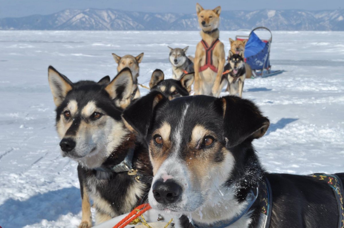 Усадьба Тюрюминых хаски