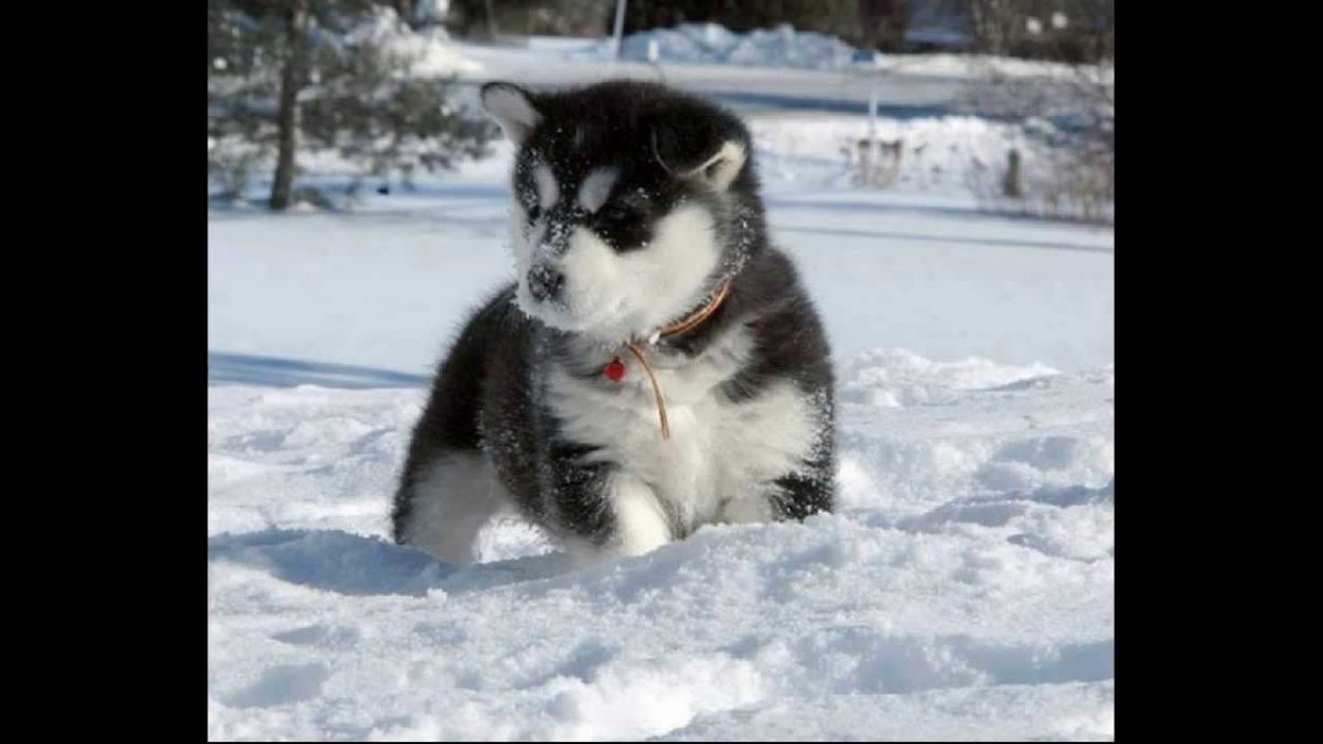 Маламут и хаски