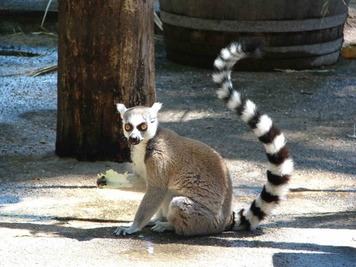 Кошачий лемур хвост