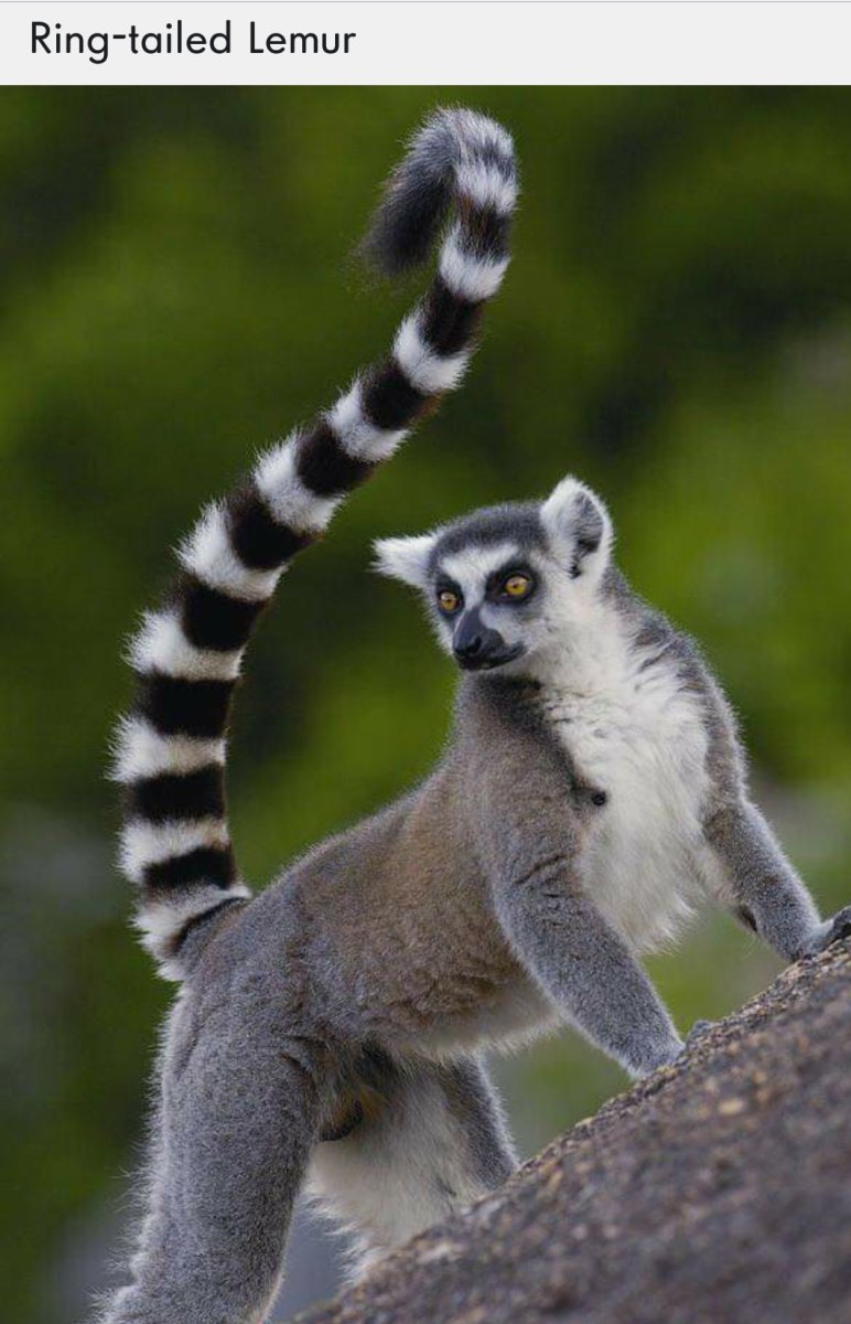 Кошачий лемур