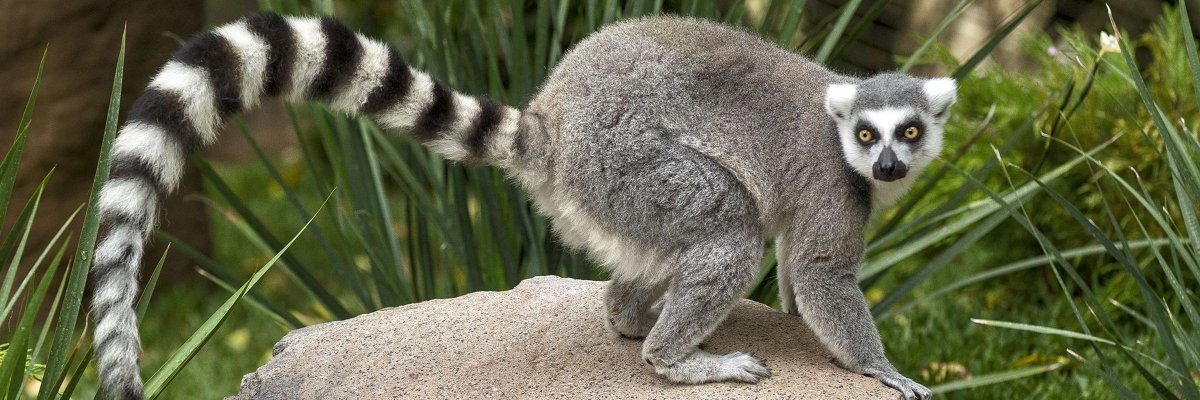 Кошачий лемур ареал