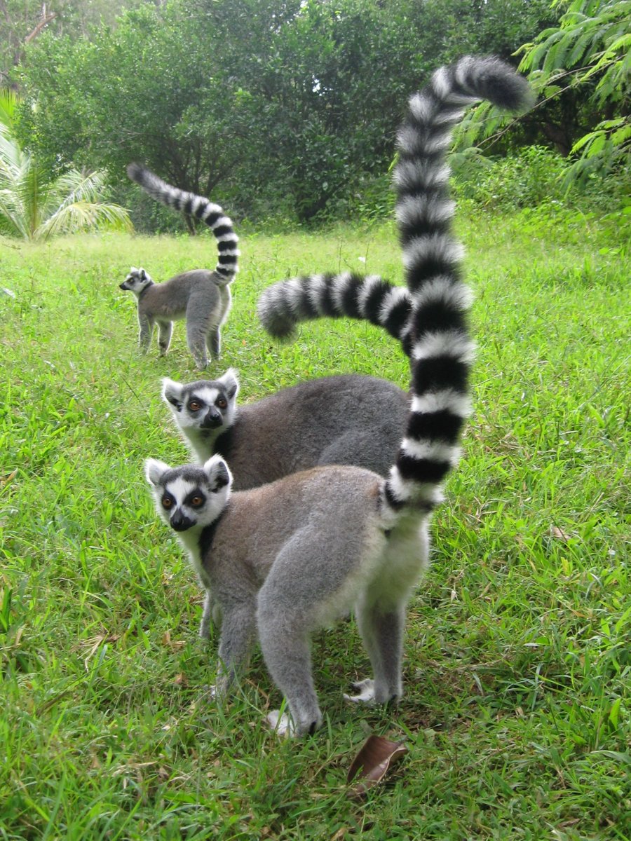 Кольцехвостый лемур Джулиан