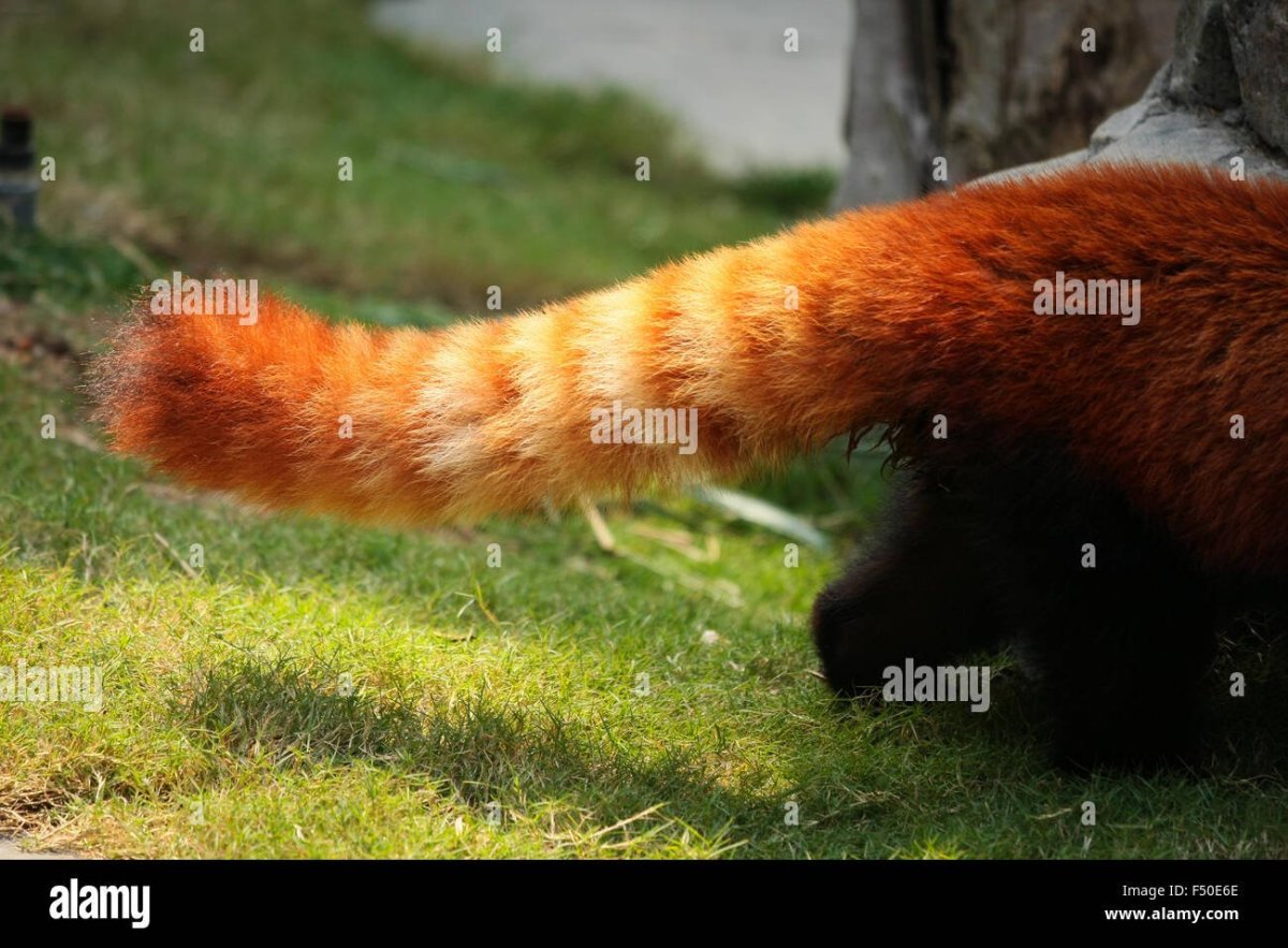 Рыжие животные с длинным хвостом