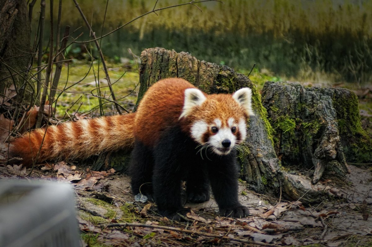 Животное рыжие с полосатым хвостом