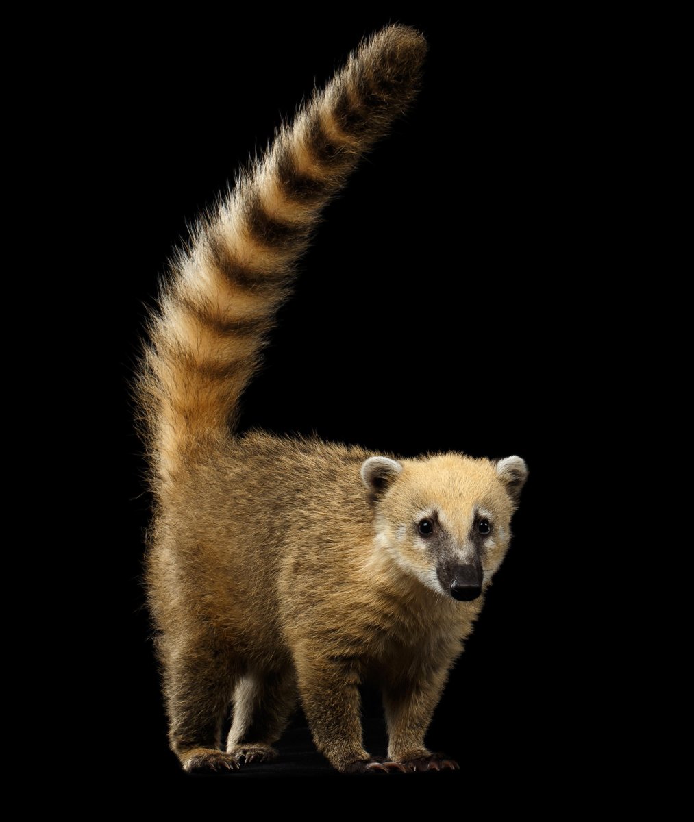 Зверек с длинным полосатым хвостом