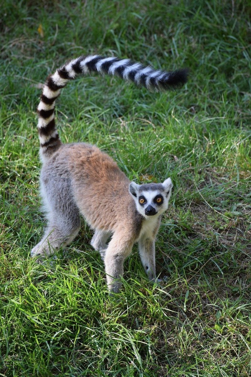 Полосатый лемур