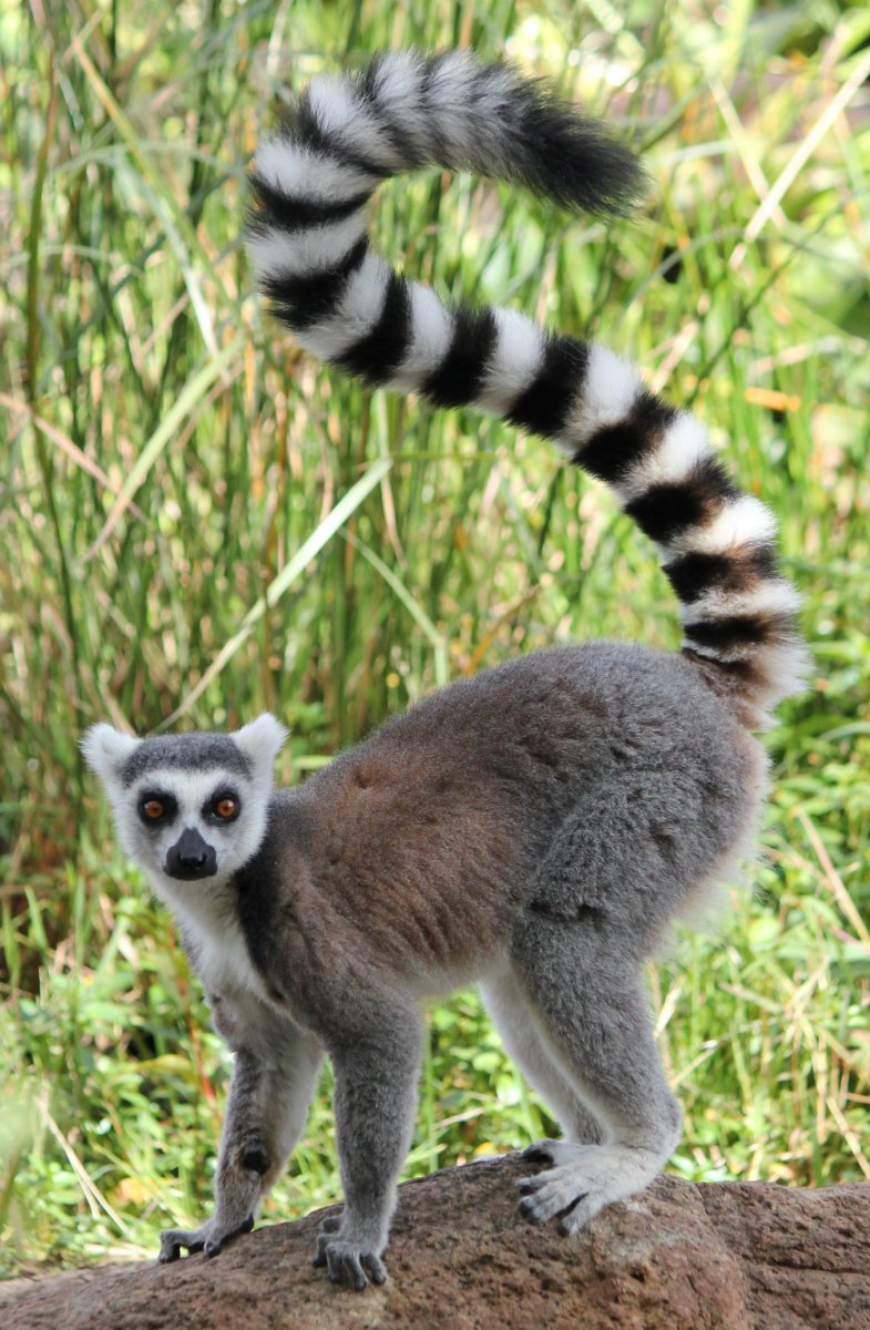 Полосатый лемур