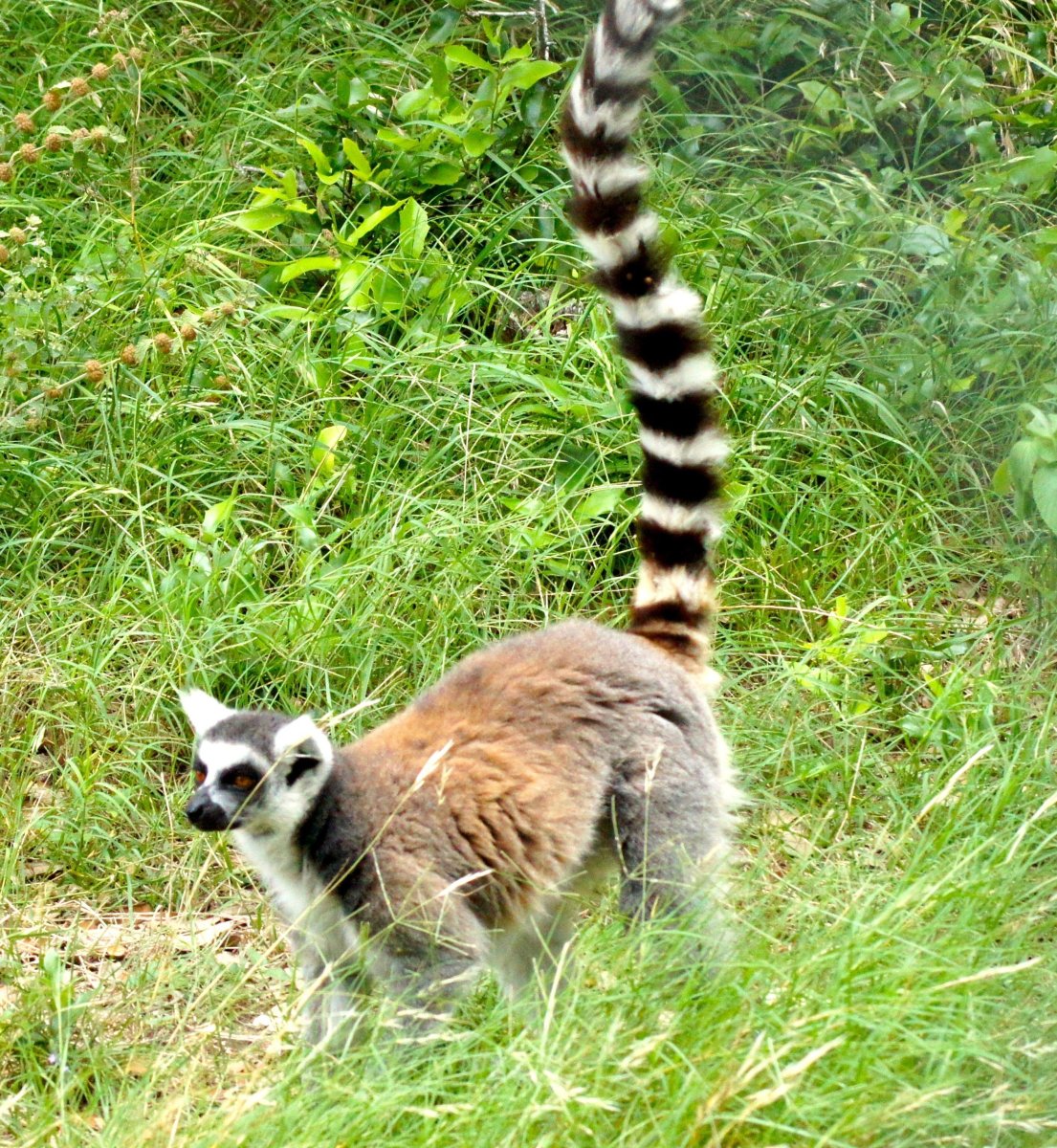 Кольцехвостый лемур Джулиан