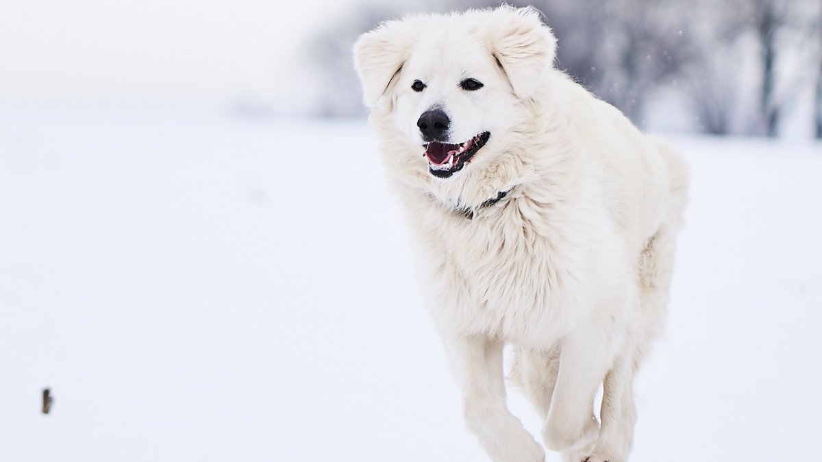 Белая довольная собака