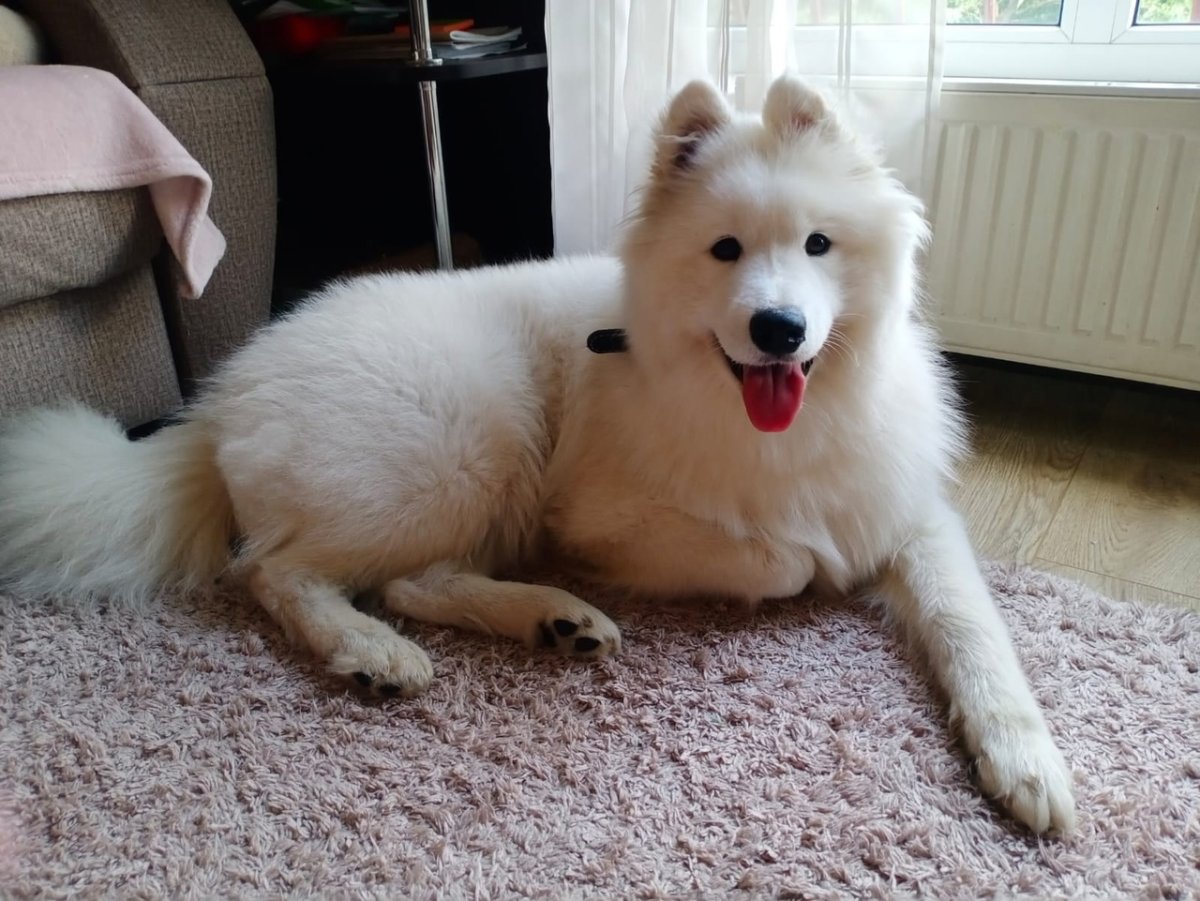 Самоед малыш