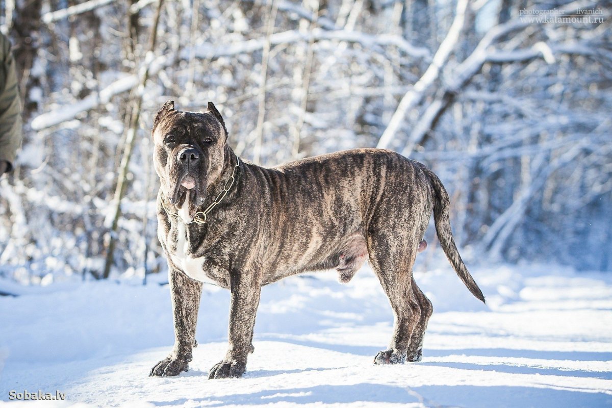 Канарский дог щенки