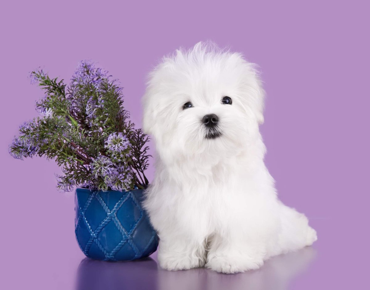 Мальтезе мини белая